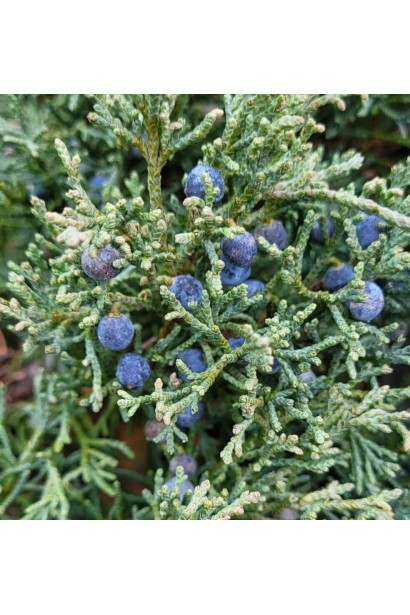 Ялівець Блю Чіп на штамбі дрібні синювато-чорні ягоди з восковим нальотом